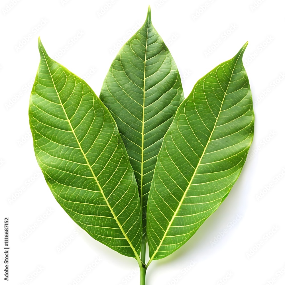 Obraz premium green leaf isolated on white backgroun