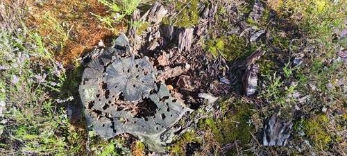 Old stump in the forest. On the edge of the forest in the sun stands an old stump left after a tree was cut down. The stump is rotten, eaten away by beetles and rot, it has half fallen apart. photo