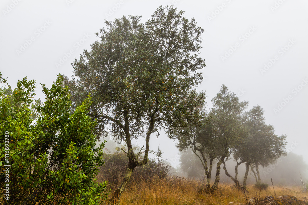 Obraz premium A misty landscape with trees shrouded in fog, creating a mysterious and ethereal atmosphere