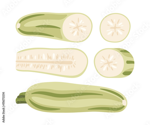 Set of zucchini, parts of vegetable. Hand drawing vector illustration