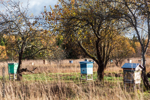 Pasika with colored bee houses in autumn, village, hives, bees, beekeeping, village, honey.
