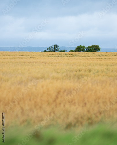 Wallpaper Mural Looking out over a wheat field in late summer. Torontodigital.ca