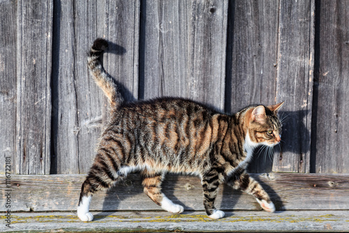 A striped cat walks against the background of a wooden wall close-up. Nature, animals, village.
