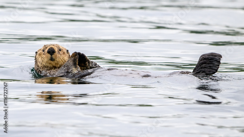 A sea otter floats off of the coast of Vancouver Island in British Columbia