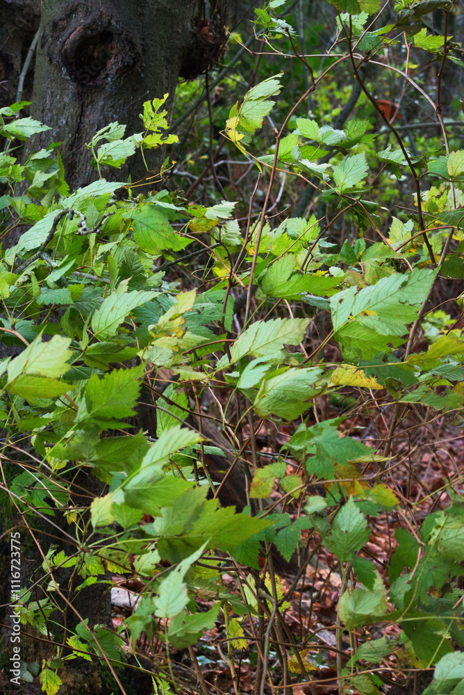 Obraz premium Wind blowing through plants