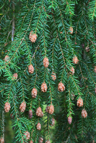 Western Hemlock (Tsuga heterophylla)