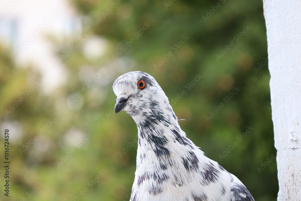 White male Pigeon closeup portrait White male Pigeon closeup portrait
