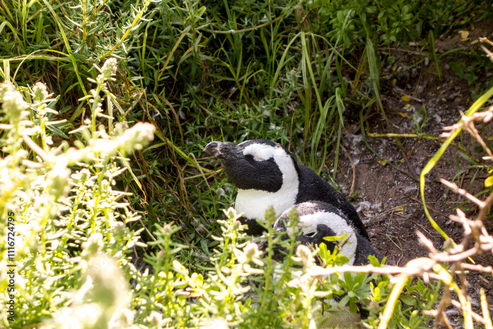Obraz premium African Penguins Resting