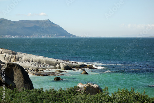 Penguin Habitat by the Coast