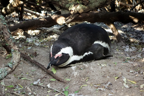 Resting Penguin Close-Up