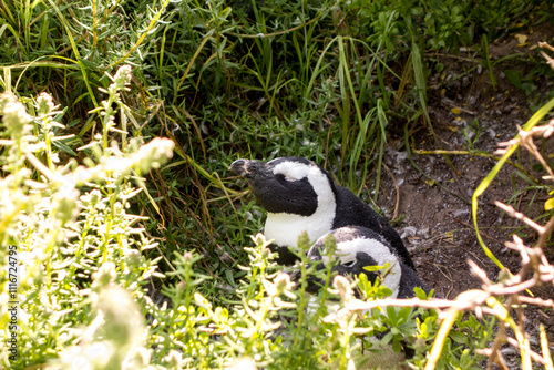 African Penguins Resting