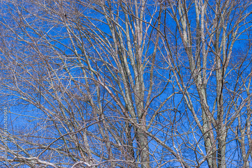 Intricate Patterns of Bare Tree Branches in Winter Intricate Patterns of Bare Tree Branches in Winter