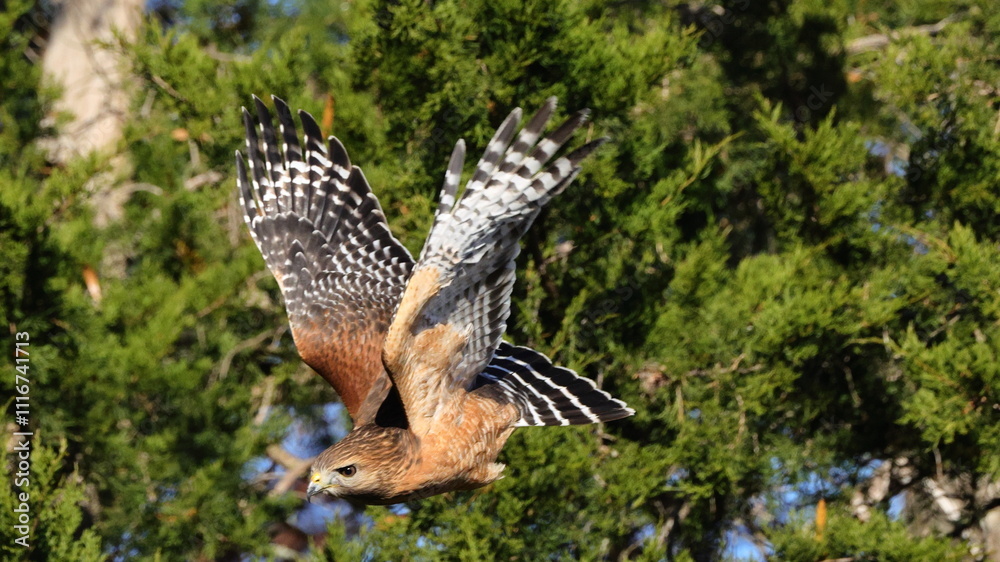 Fototapeta premium Red shouldered hawk flying out of cedar tree. 