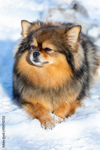 A Spitz dog lies on the white snow in winter and looks with contempt