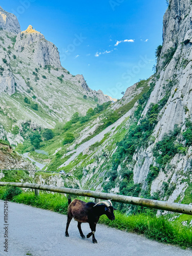 Mountain goat scratching. Mountain goats on the road photo