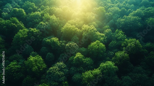 Lush green forest canopy with sun rays, aerial view. Nature and tranquility concept