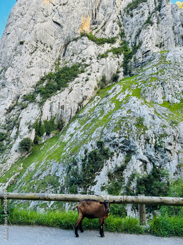Mountain goat scratching. Mountain goats on the road photo