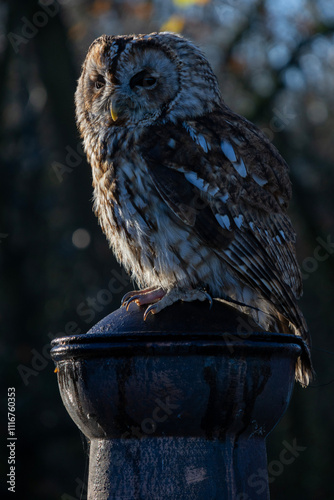 Tawny Owl sitting on a chiminea at dusk photo