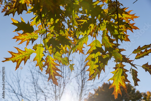 yellowing oak foliage against a blue sky in sunny autumn weather photo