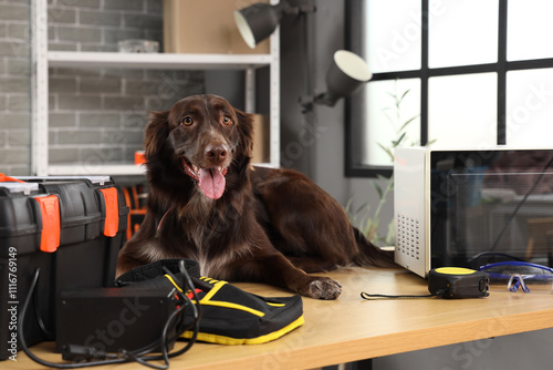 Cute dog with repair tools ...