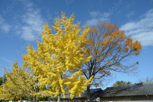 京都御苑　苑内のイチョウの黄葉　京都市上京区 photo