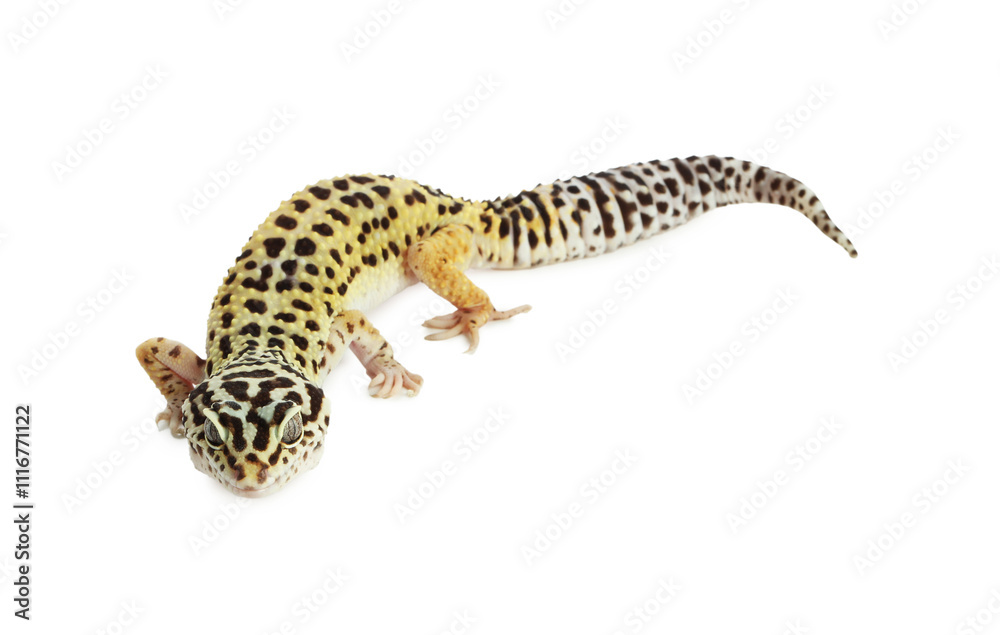 Naklejka premium One beautiful gecko isolated on white. Exotic pet