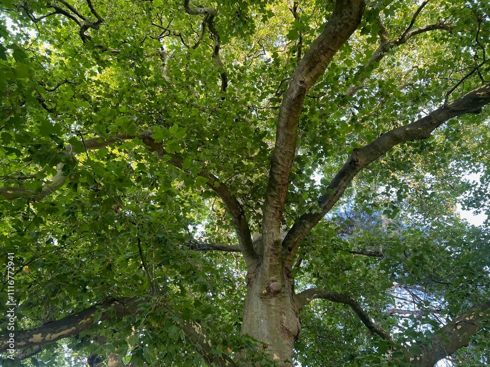 Fototapeta premium Beautiful tree with green leaves outdoors, bottom view