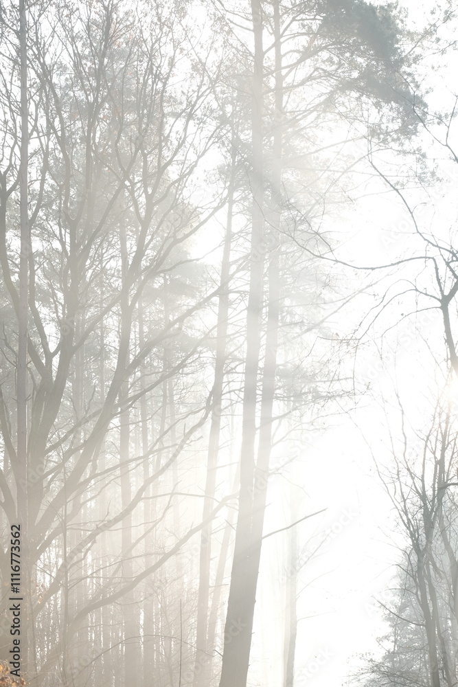Fototapeta premium Frozen autumn leaves. Morning sun in the autumn forest. Tree without leaves