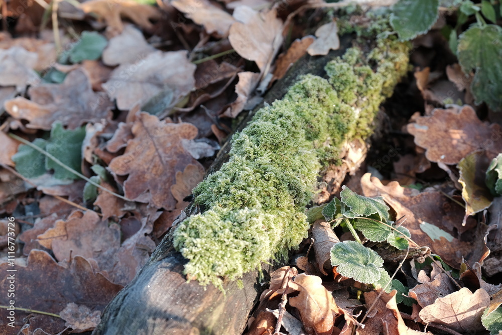 Naklejka premium Frozen autumn leaves. Morning sun in the autumn forest. Tree without leaves