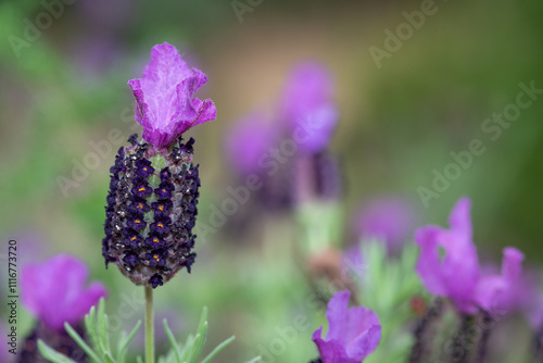 Close up of French lavender (lavandula stoechas) in bloom