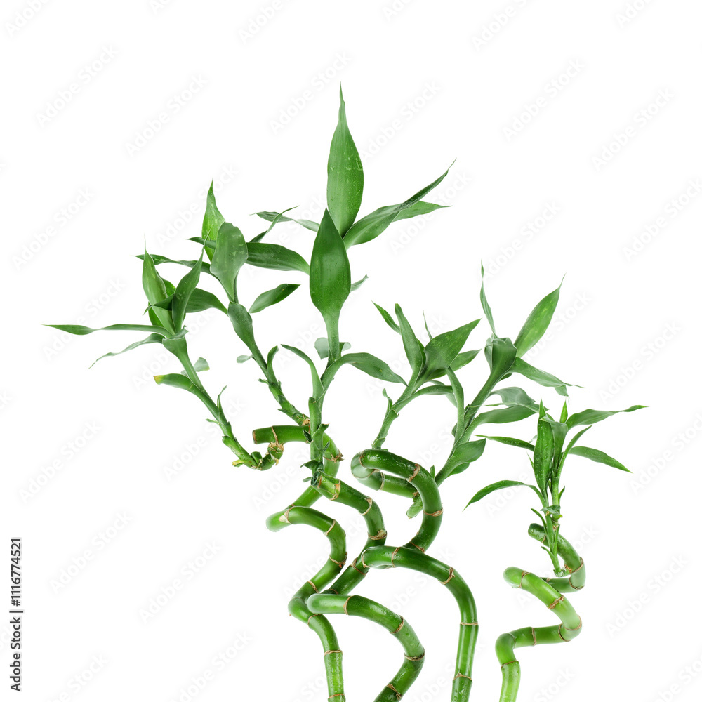 Fototapeta premium Stems of decorative bamboo plant isolated on white