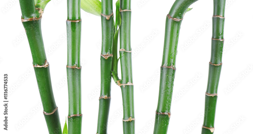 Obraz premium Stems of decorative bamboo plant isolated on white