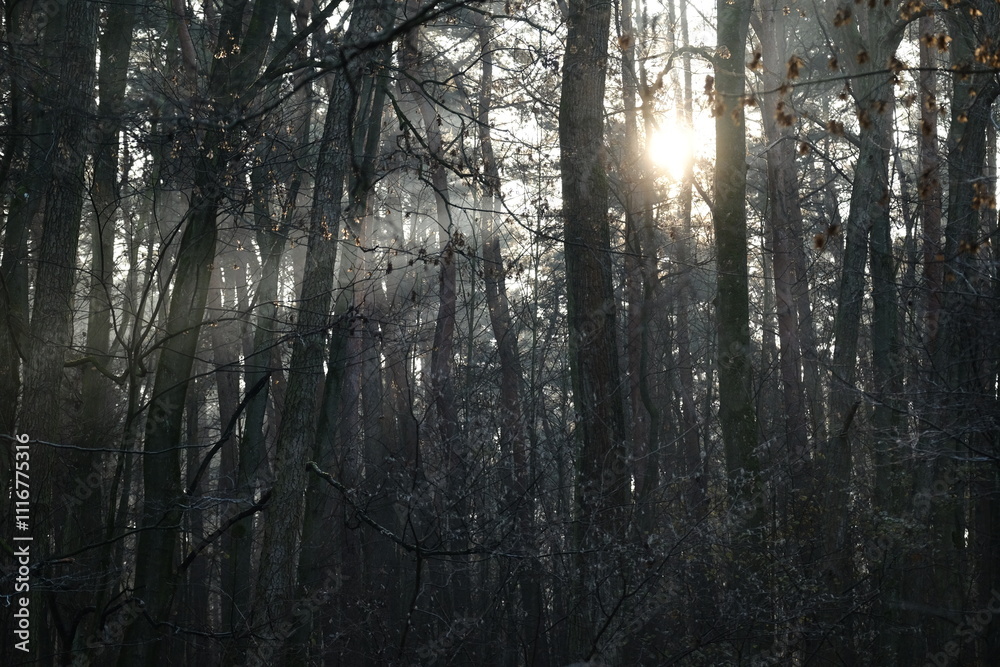 Fototapeta premium Frozen autumn leaves. Morning sun in the autumn forest. Tree without leaves