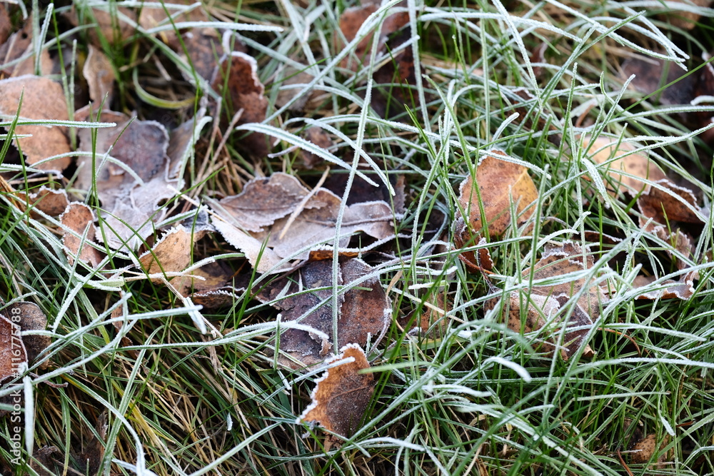 Fototapeta premium Frozen autumn leaves. Morning sun in the autumn forest. Tree without leaves