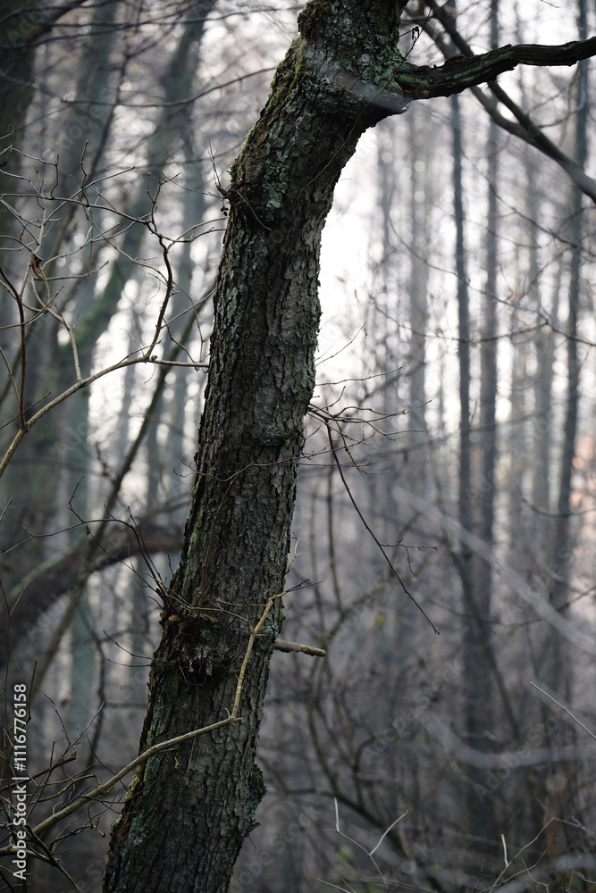 Frozen autumn leaves. Morning sun in the autumn forest. Tree without leaves Frozen autumn leaves. Morning sun in the autumn forest. Tree without leaves