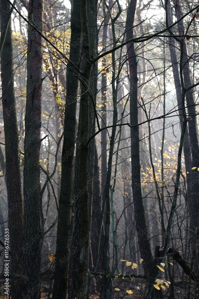 Obraz premium Frozen autumn leaves. Morning sun in the autumn forest. Tree without leaves