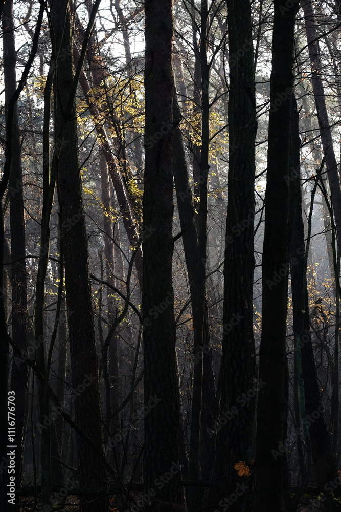 Obraz premium Frozen autumn leaves. Morning sun in the autumn forest. Tree without leaves