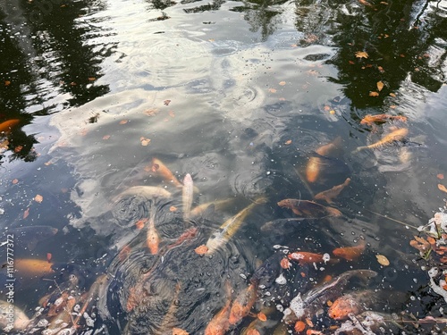 Beautiful koi carps swimming in pond outdoors