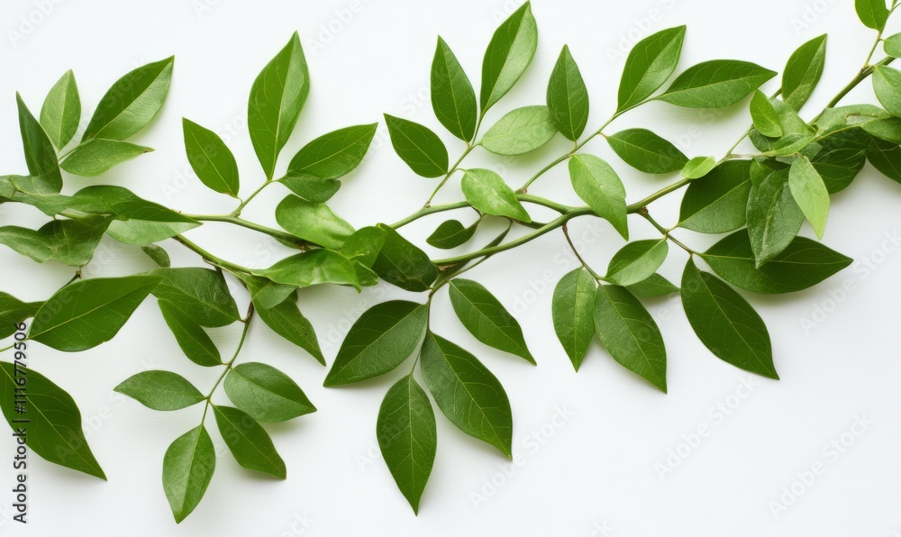 A close-up of green, leafy branches against a sleek white background. A close-up of green, leafy branches against a sleek white background.