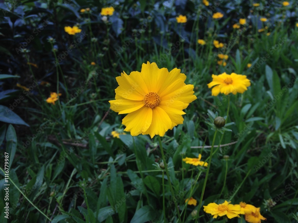 Obraz premium yellow flower in the garden