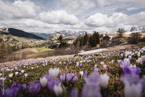 Nature and landscape - Alpe di Siusi, Dolomites, Italy.