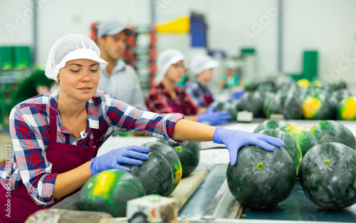 Experienced young female sorter working on watermelons sorting line in fruit and vegetable processing factory