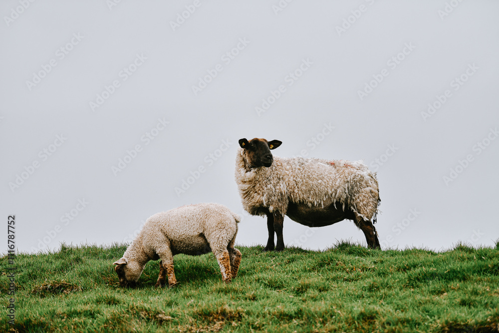 Obraz premium sheep in the field