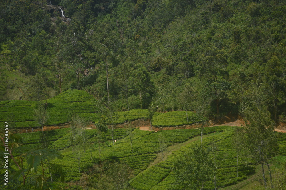 rice terraces in island
