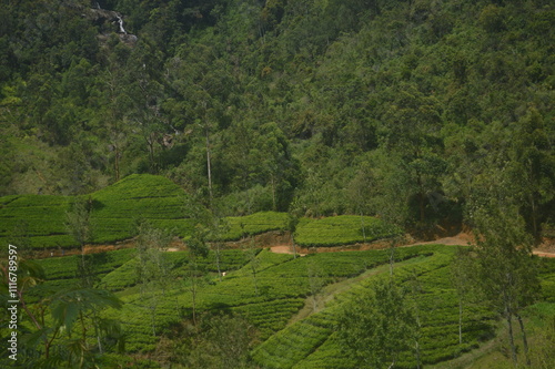 Obraz na płótnie rice terraces in island w salonie