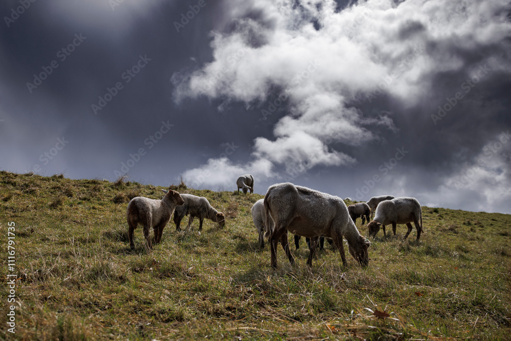 Fototapeta premium Herd of horses grazing on a hillside under a dramatic sky during late afternoon in a rural landscape
