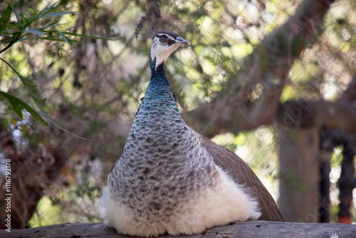 the peahen is resting on a fence