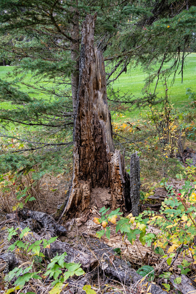 A large tree stump sits in a field of grass A large tree stump sits in a field of grass