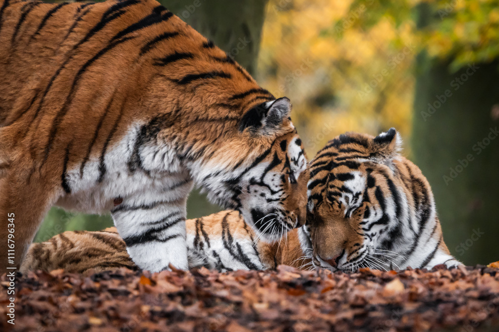 Fototapeta premium Tiger Liebe
