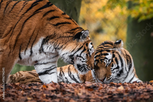 Tiger Liebe